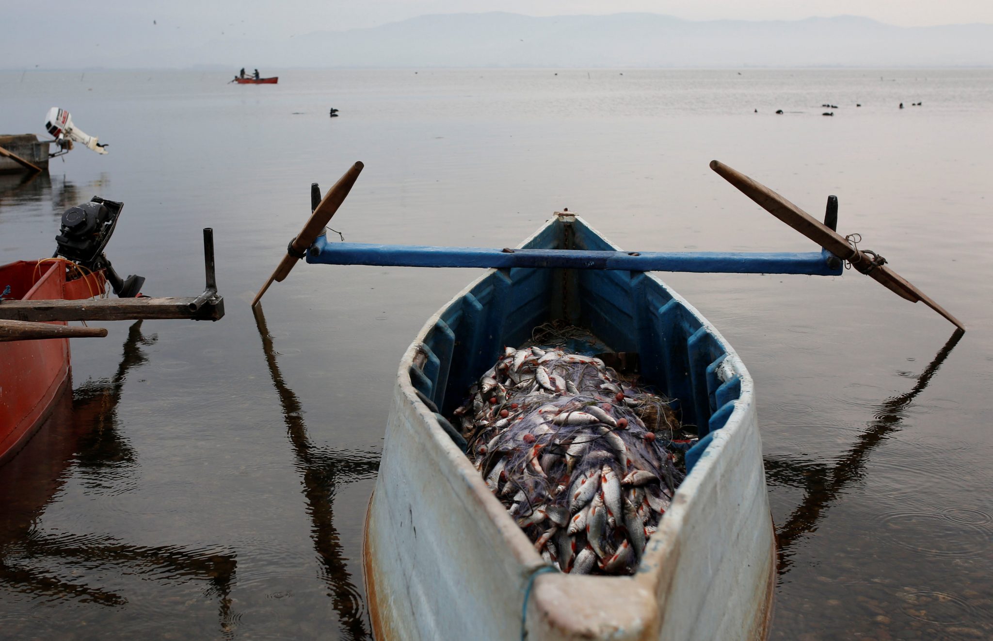 Fish is seen after it has been collected by fishermen at Dojran Lake, Macedonia, January 4, 2017. (Photo by Ognen Teofilovski/Reuters)